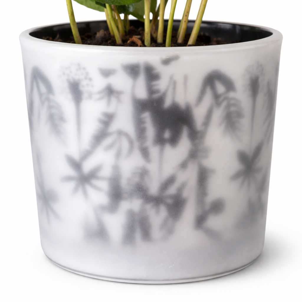 Arabica Coffee Plant and Pot - 9.5cm | Houseplant