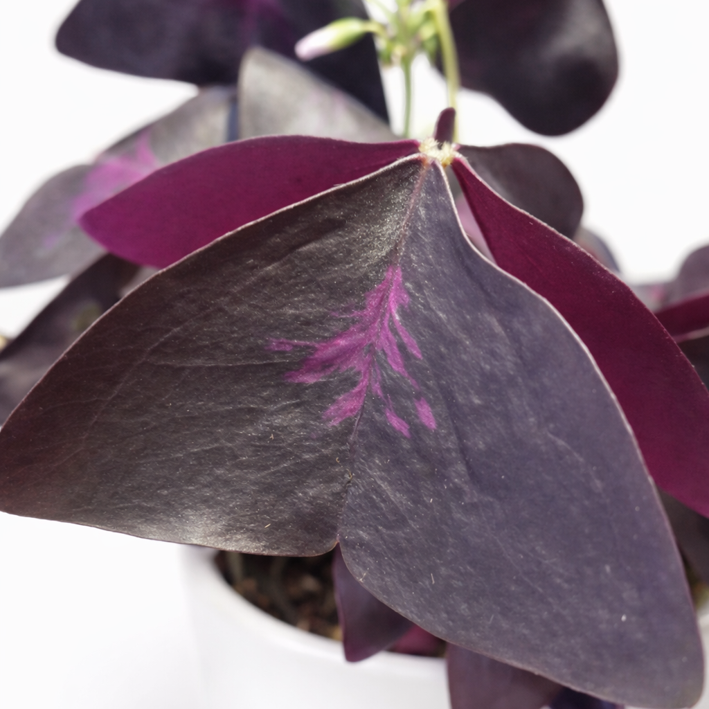 Purple-leafed houseplant in a white pot on a white background