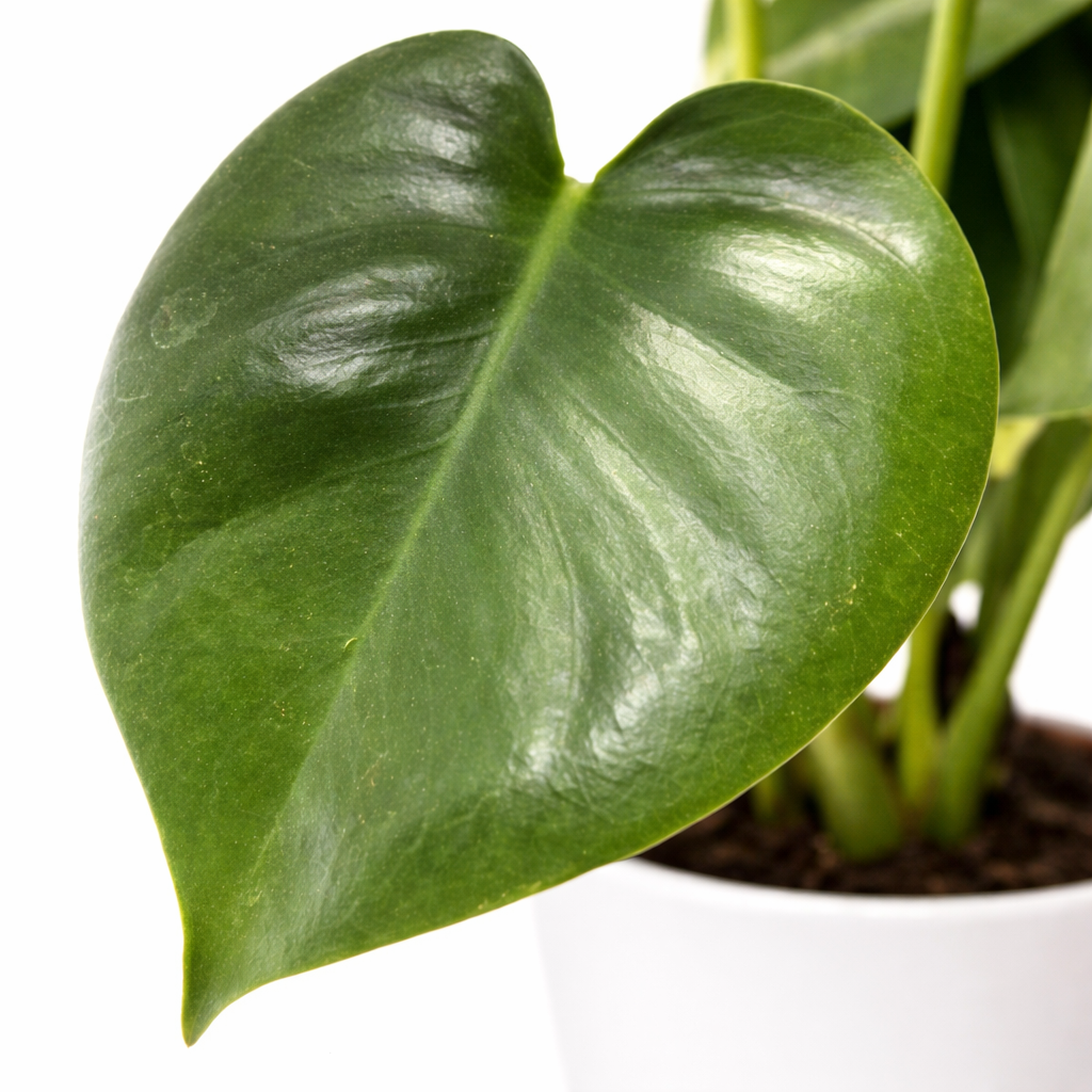 Monstera Deliciosa - Cheese Plant - 12cm | Houseplant
