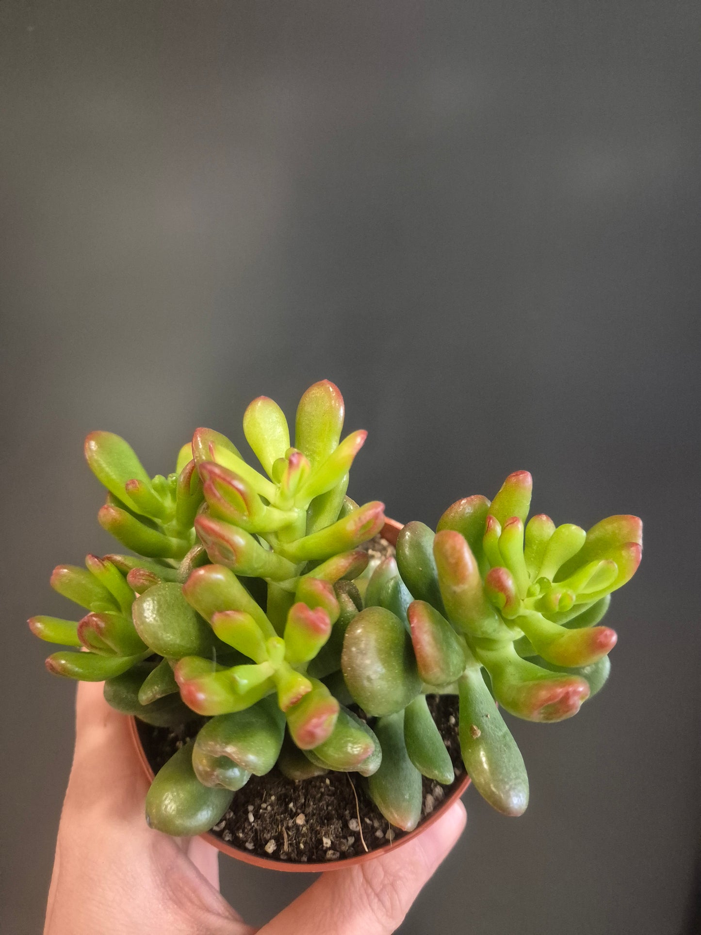 Crassula ovata - Gollum - 8.5cm | Houseplant