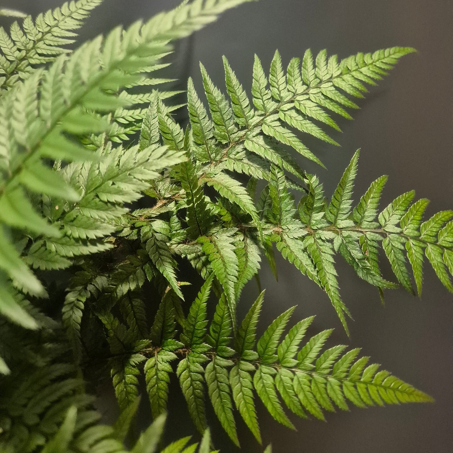 Close-up of a fern plant with a dark background
