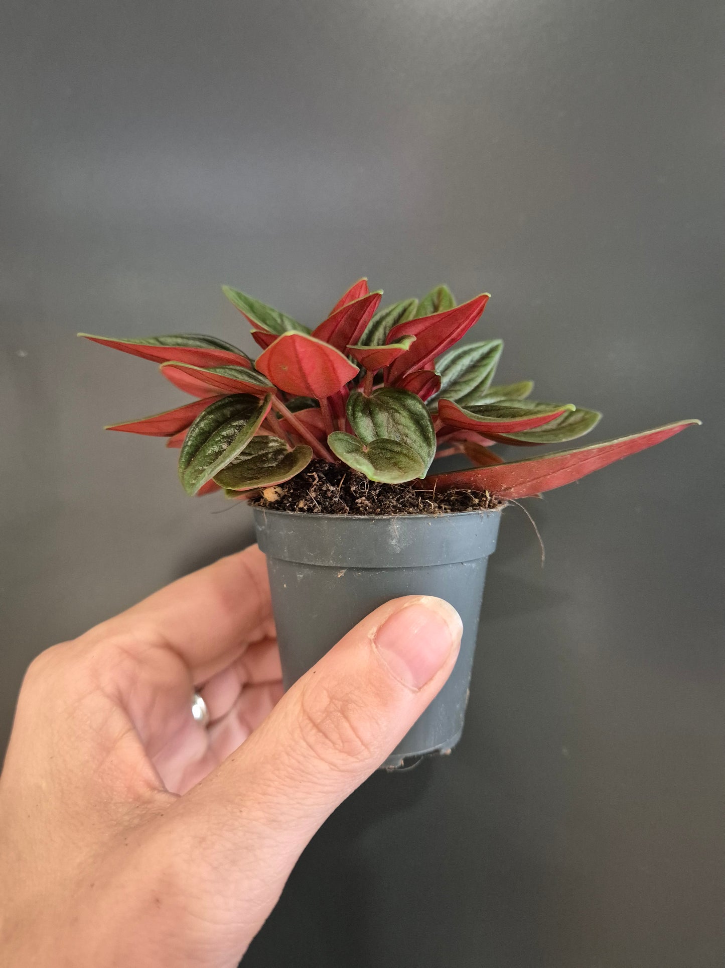 Peperomia rosso - Radiator Plant | Houseplant