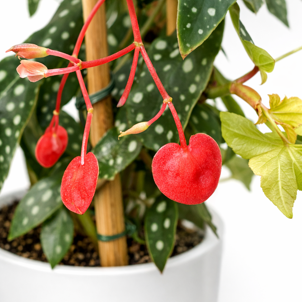 Begonia Tamaya - 14cm | Houseplant