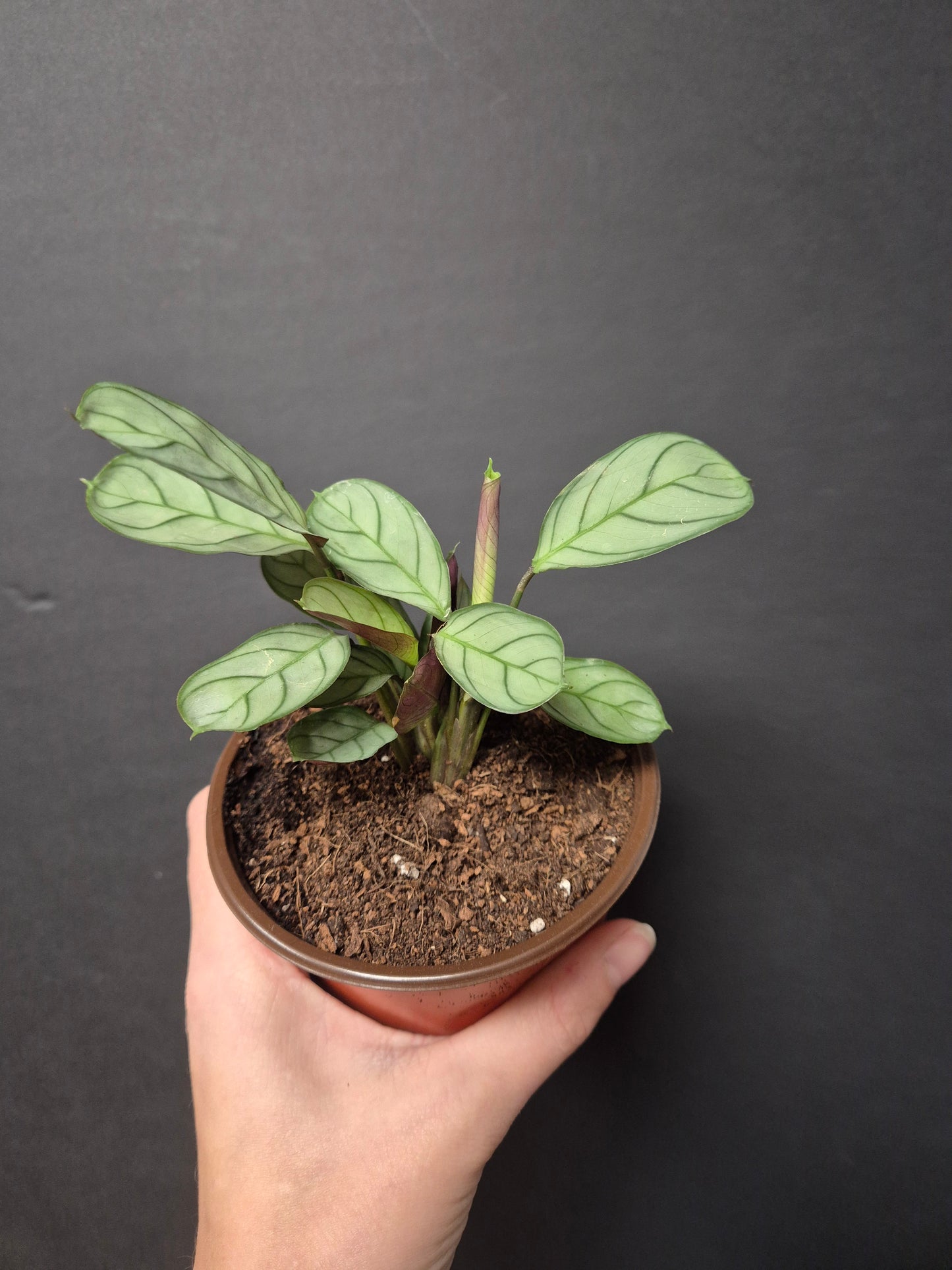 Baby Houseplant Bundle