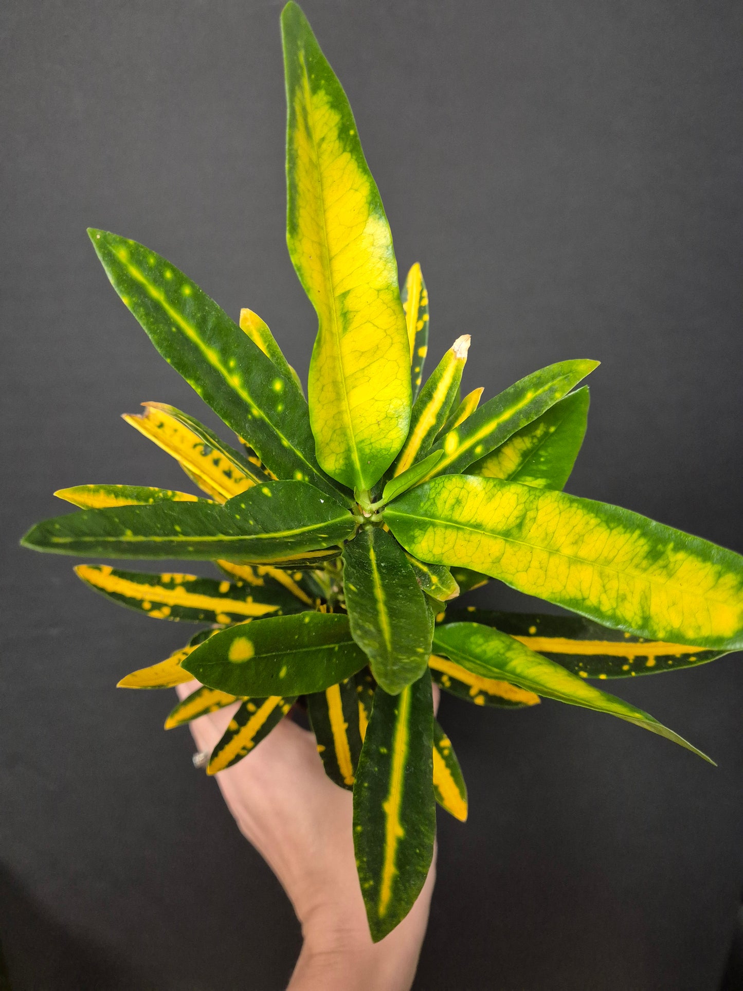Croton Yellow Banana - Codiaeum | Houseplant