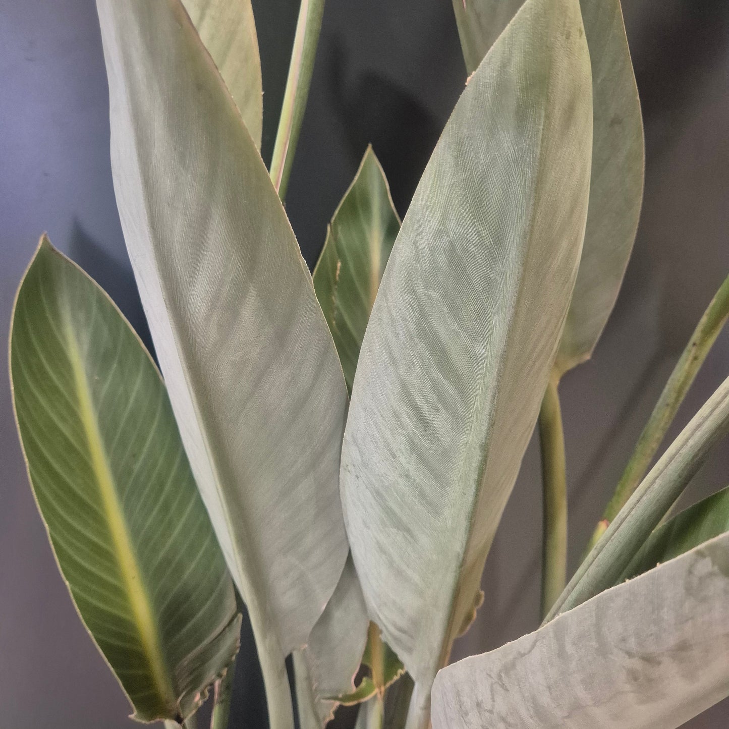 Strelitzia Reginae - Bird Of Paradise - 27cm | Houseplant