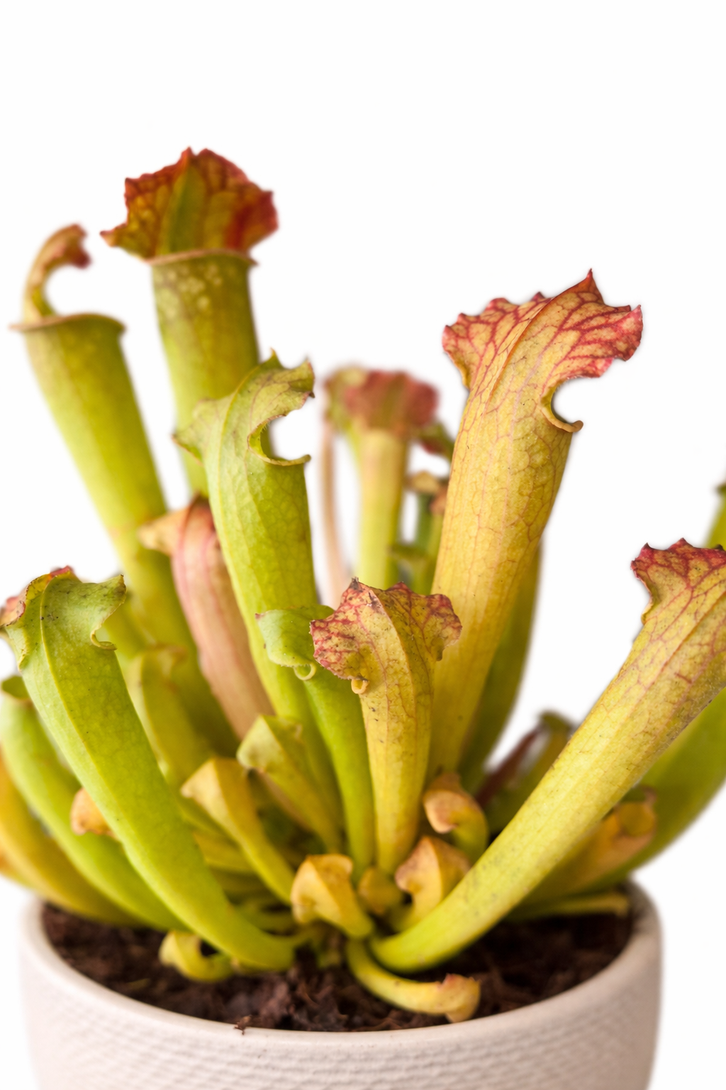 Trumpet Pitcher - Sarracenia Fly Trap - 9cm | Houseplant