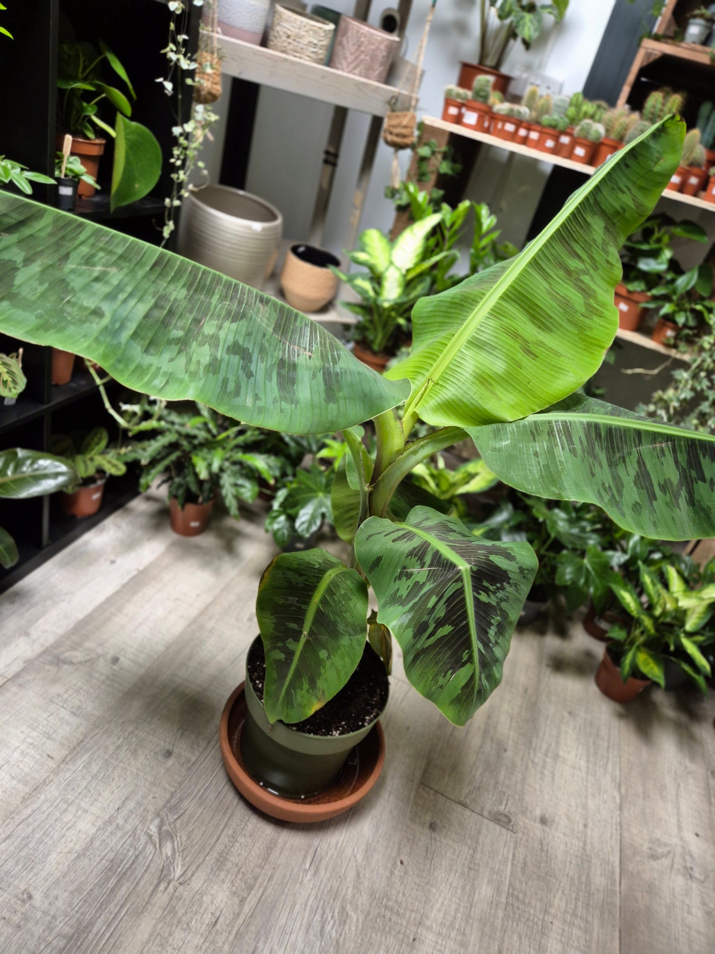 Musa Dwarf Cavendish - Banana Plant | Houseplant