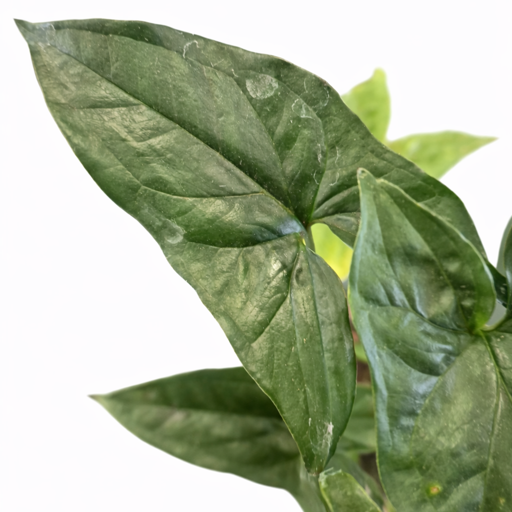 Syngonium Podophyllum - Arrowhead - 12cm | Houseplant