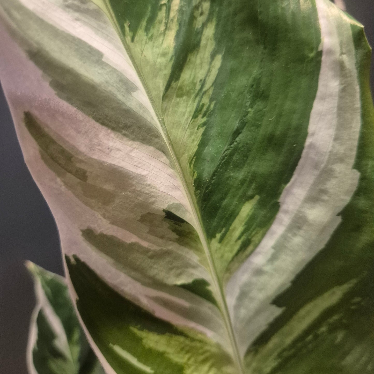 Calathea Fusion White - Prayer Plant - 14cm | Houseplant