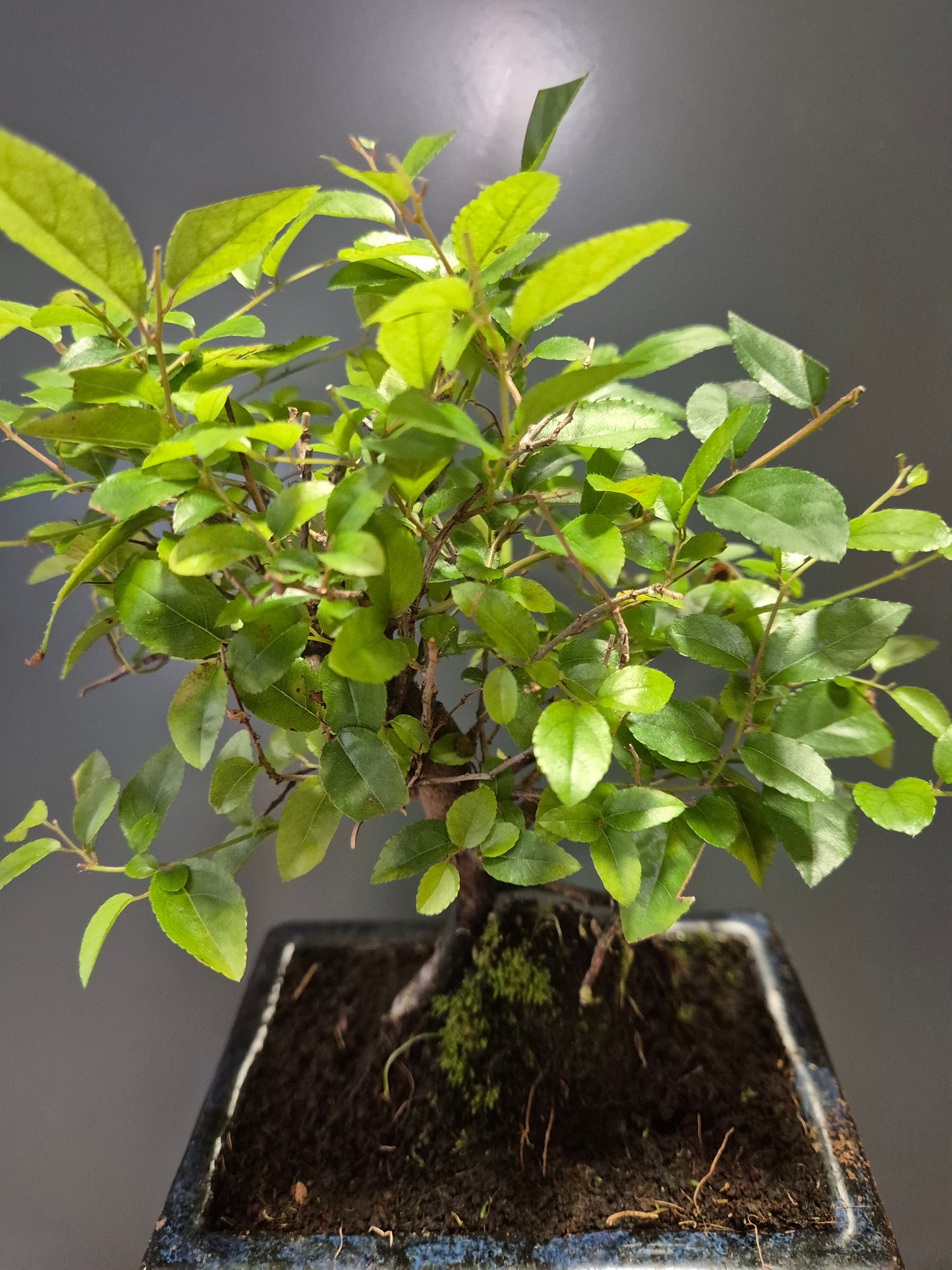 Bonsai Sageretia - Houseplant