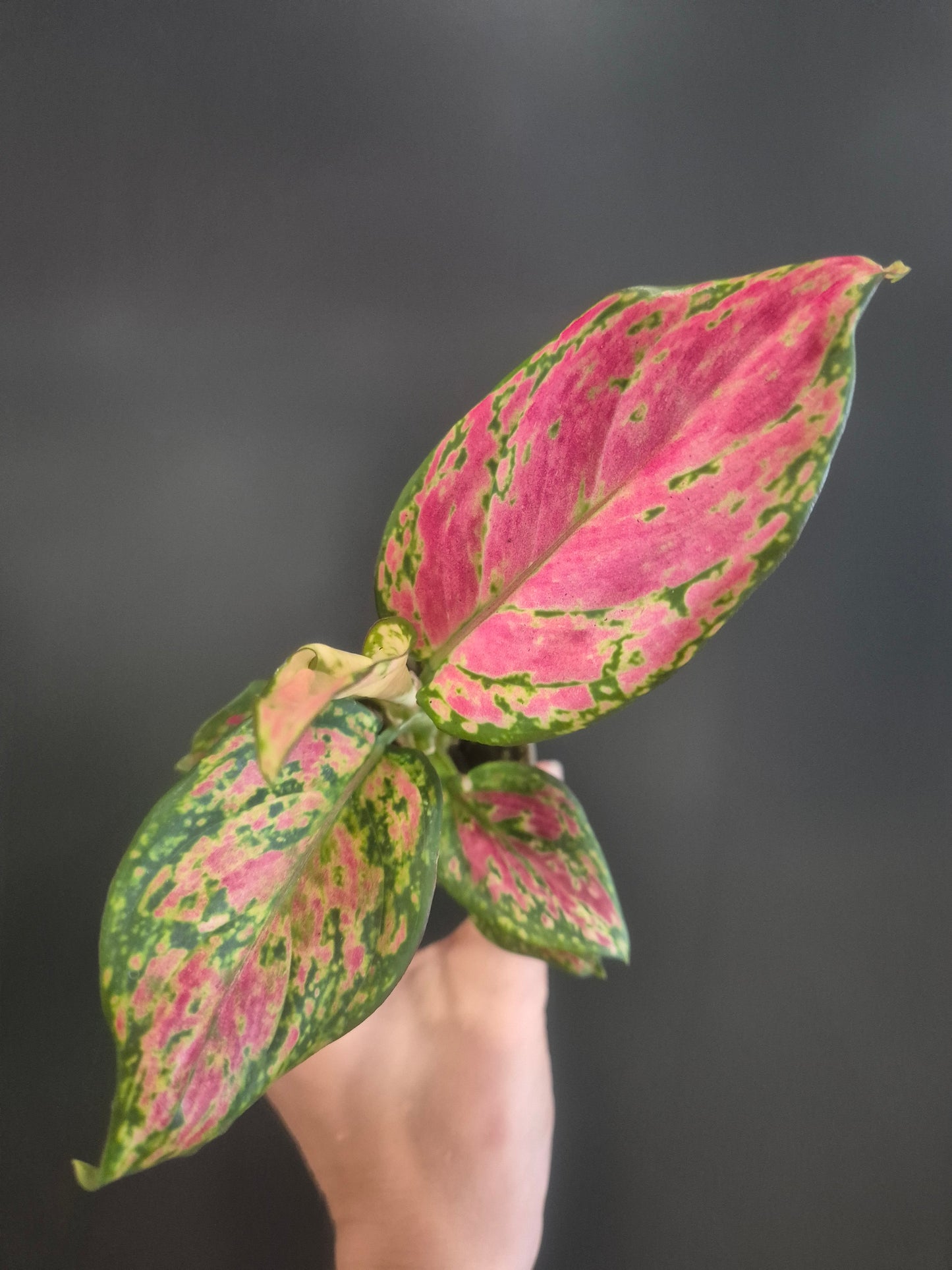 Aglaonema Lady Valentine - Chinese Evergreen - 6cm | Houseplant