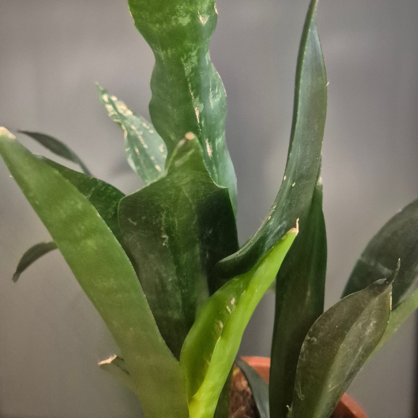 Close-up of green leaves with a blurred background