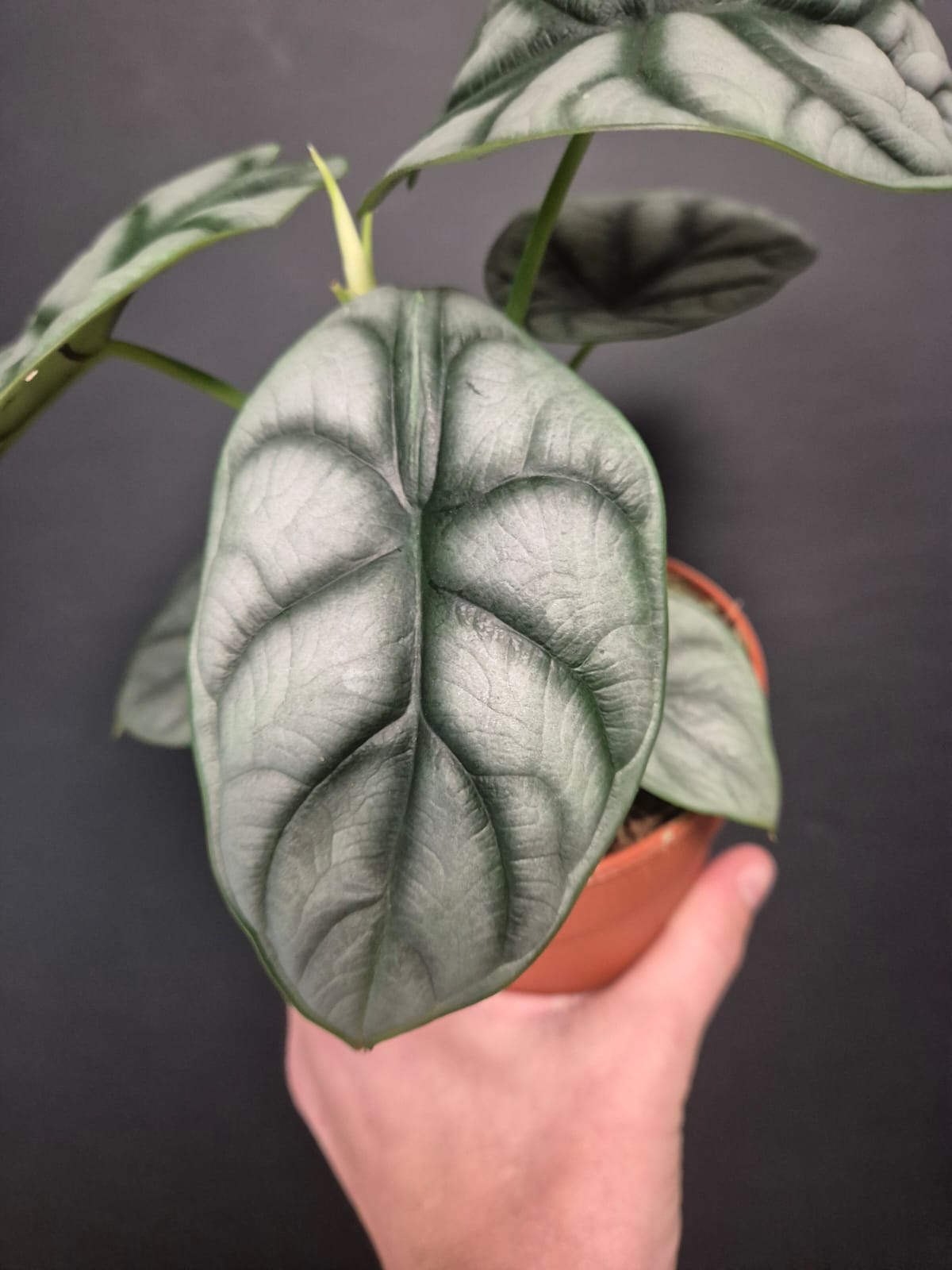 Alocasia Silver Dragon - Elephant Ear | Houseplant