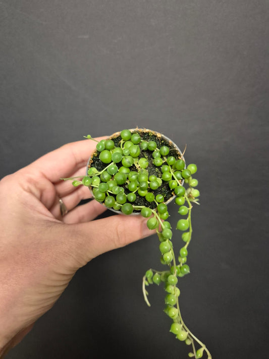 String Of Pearls - Senecio rowleyanus | Houseplants