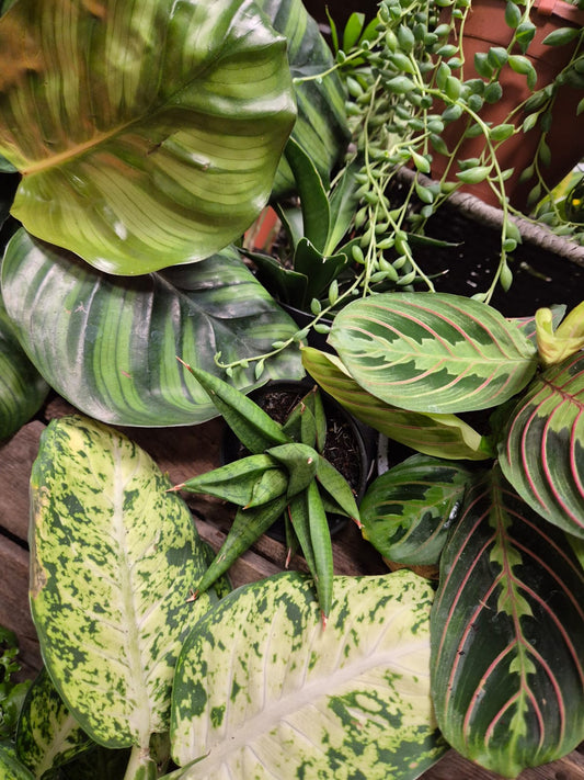 A selection of houseplants with different colours and shaped leaves placed together for a decorative photo