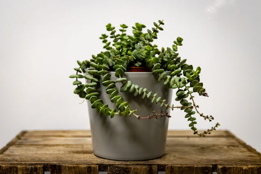 String of Buttons plant in a grey plant pot on a wooden crate against a white background. 