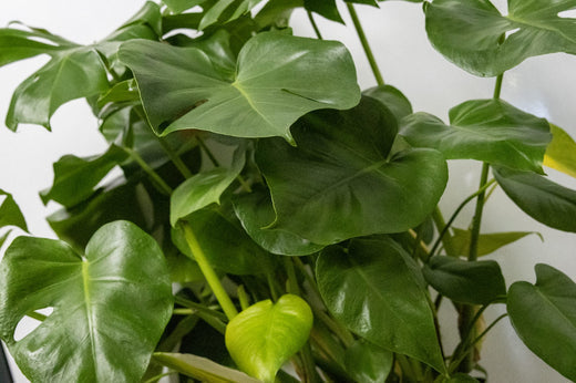 A multitude of green monstera leaves against a white background.