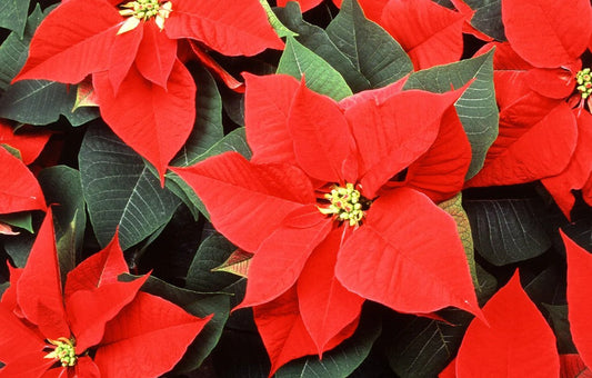 Keeping Your Poinsettia Alive After Christmas