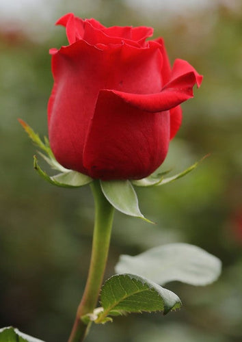 A red rose head and green stem with leaves sitting in the centre of the picture with a blurred green background