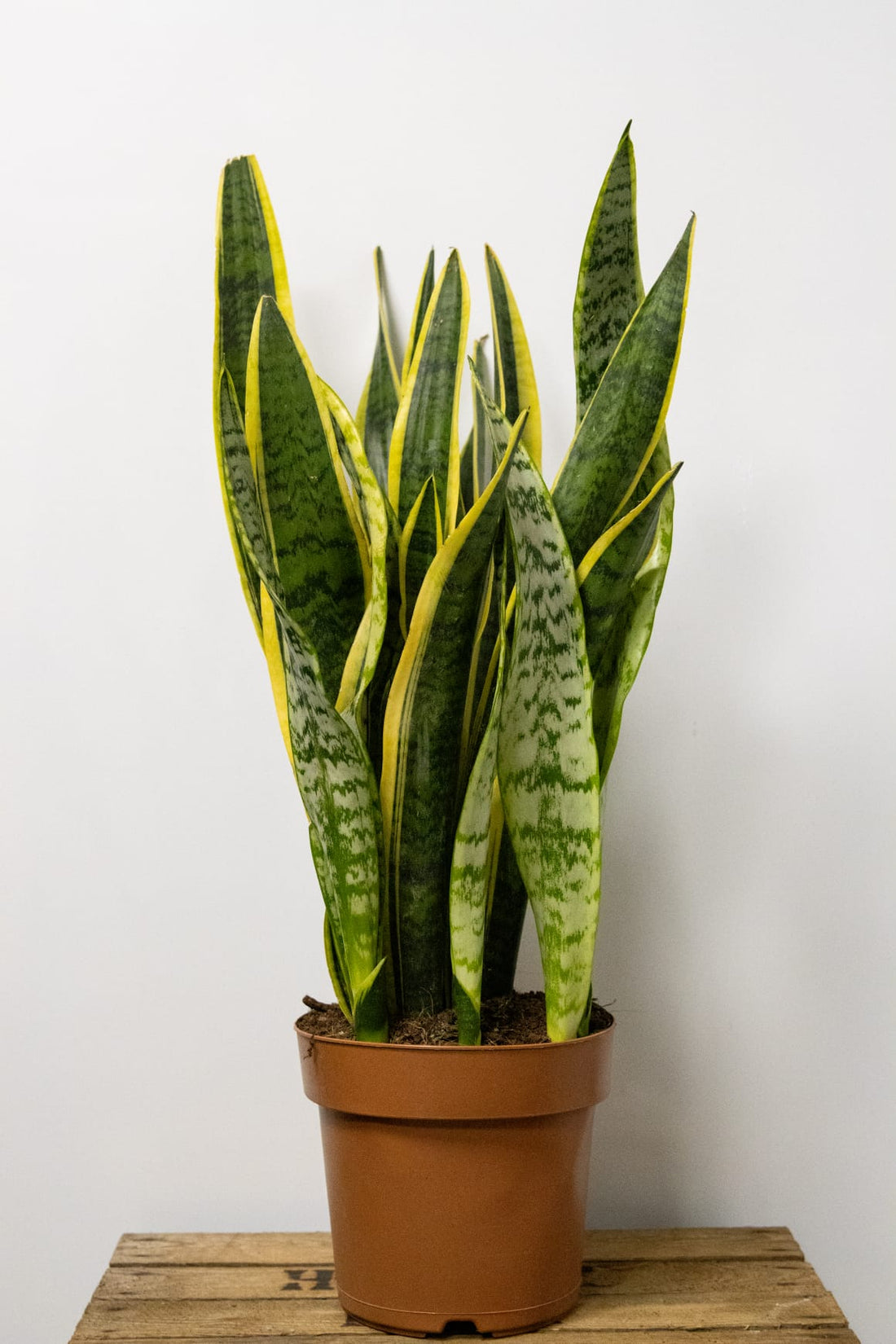 Tall straight leaves from a Snake Plant, pointing upwards coming from a brown plant pot situated on a wooden crate with a light background