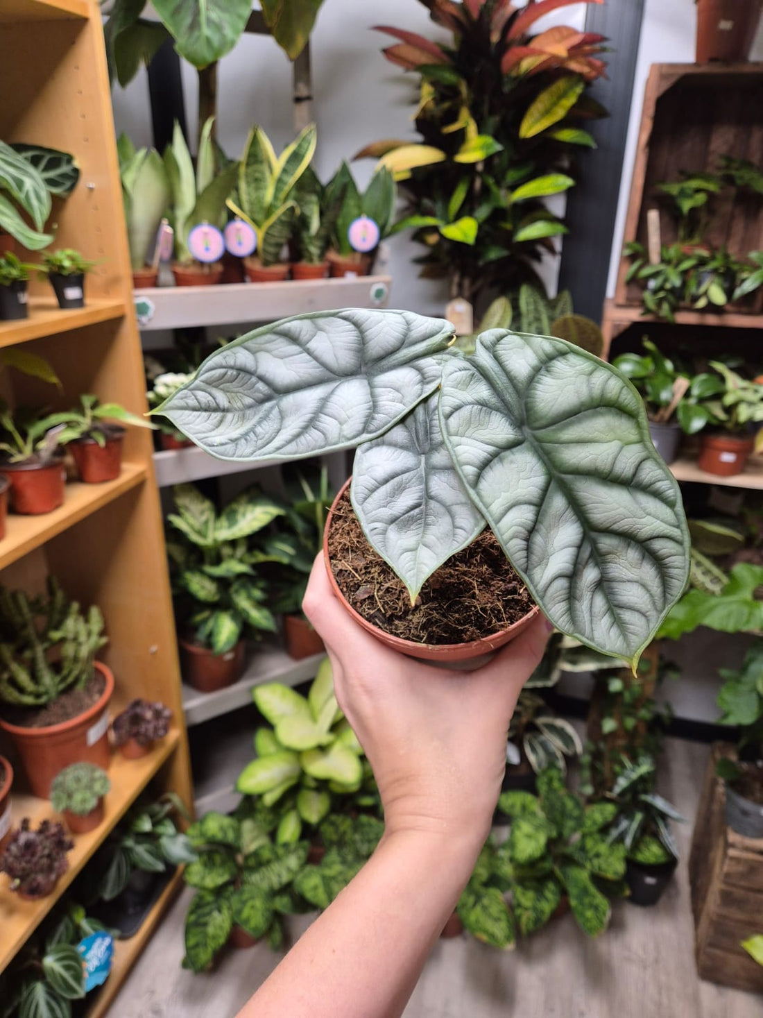 Why Real Houseplants Are Better Than Fake Ones