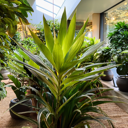 multitude of plants located inside a property