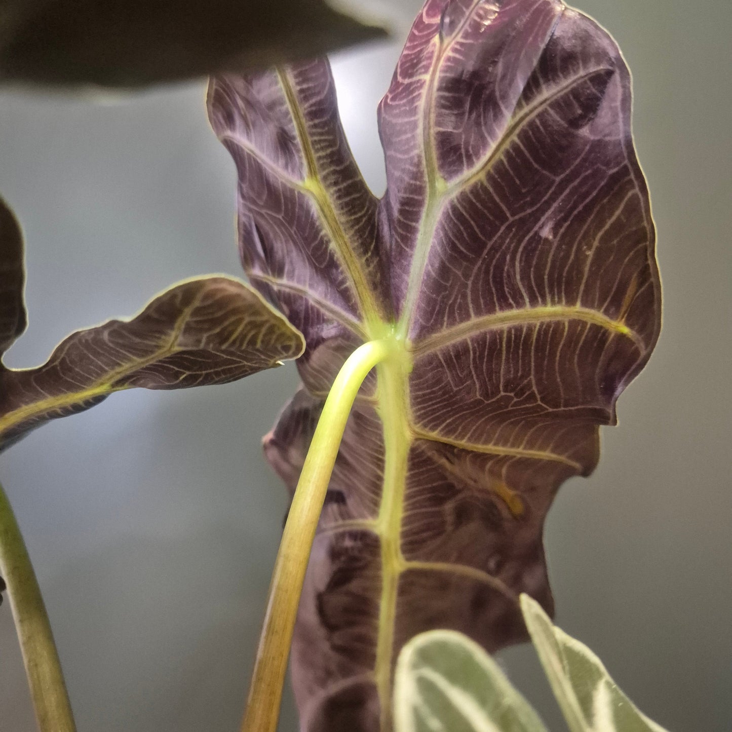 Close up of the underside of an Alocasia Polly houseplant with purple undersides and white prominent veins