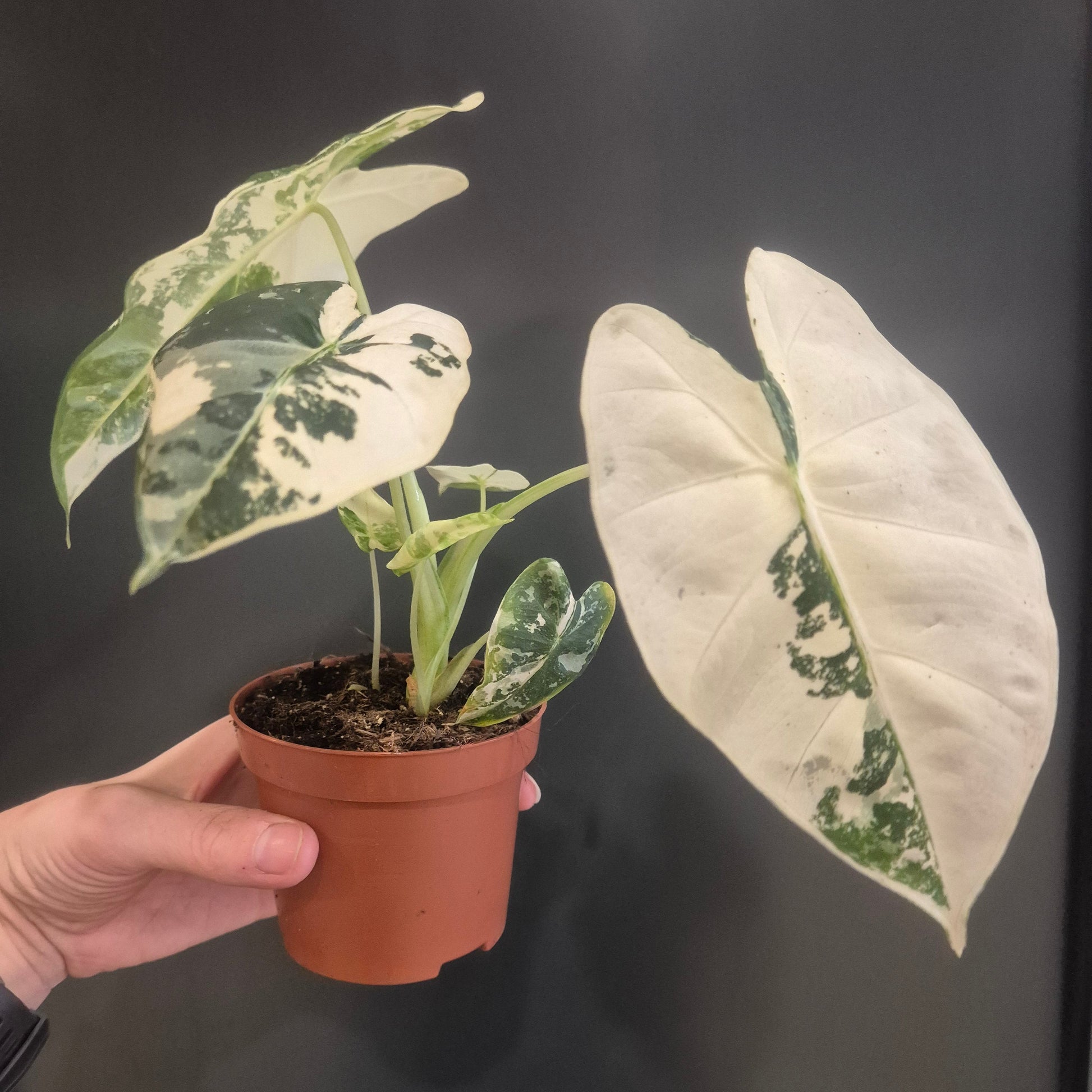 A variegated Alocasia plant with large white and green leaves, held in a terracotta-colored plastic pot by a person's hand against a dark background.