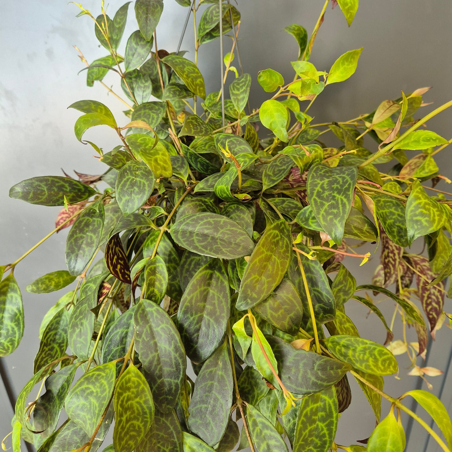 A trailing Aeschynanthus houseplant with oval green leaves featuring prominent light green and white marbling, photographed against a plain light grey background.