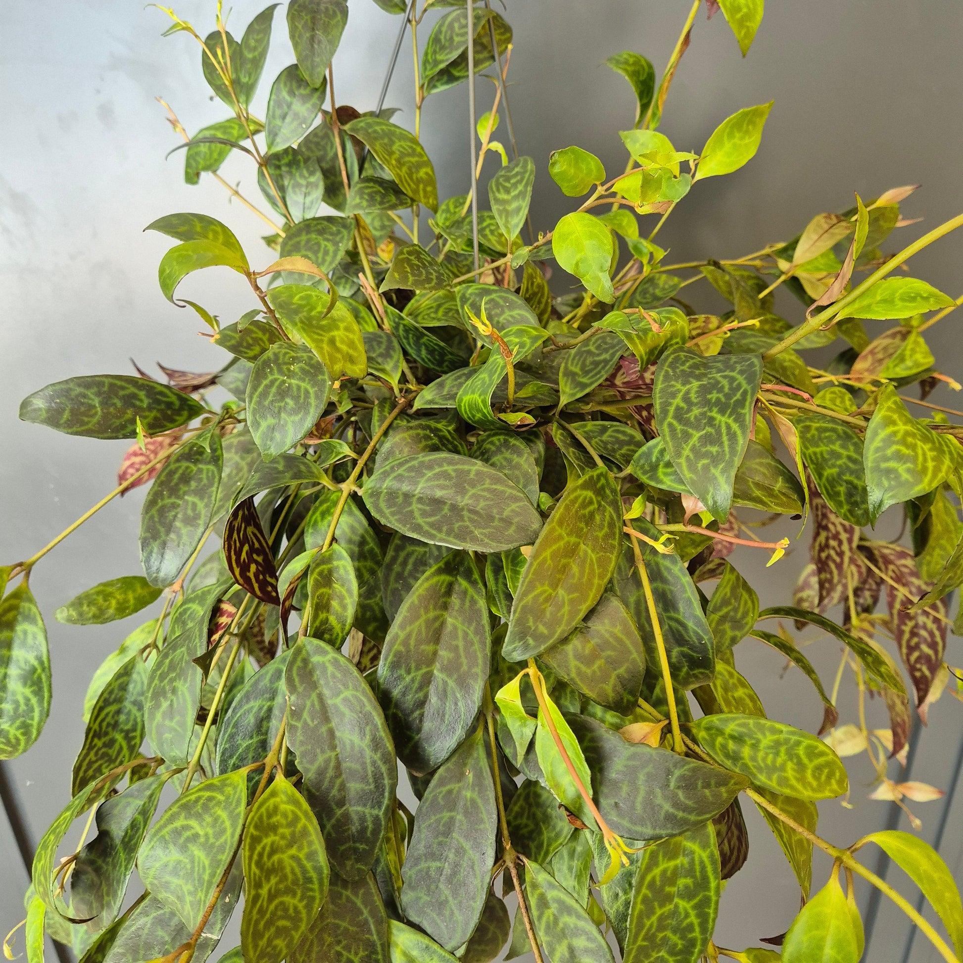 A trailing Aeschynanthus houseplant with oval green leaves featuring prominent light green and white marbling, photographed against a plain light grey background.