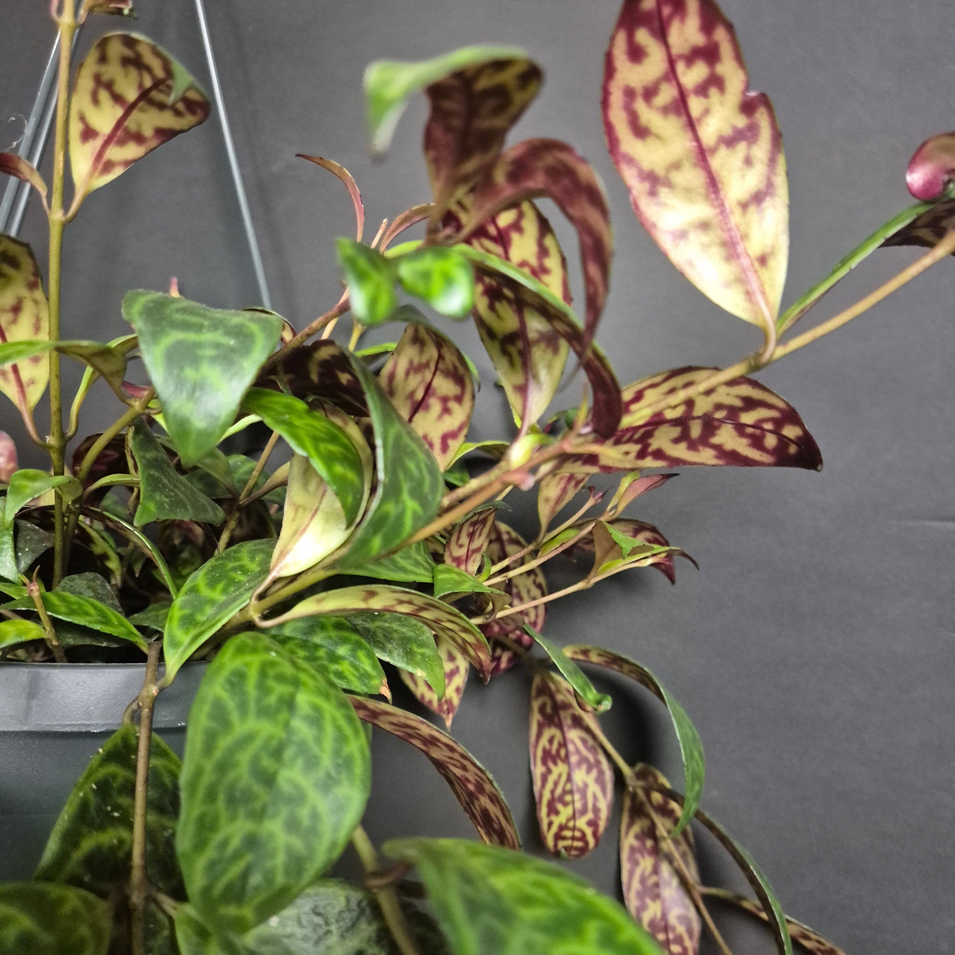 A close-up of the trailing Aeschynanthus houseplant with variegated green and burgundy leaves, photographed against a dark grey background.