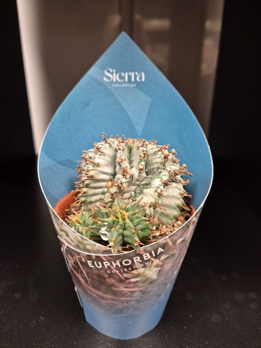 Euphorbia | African milk barrel | Houseplant | 8cm