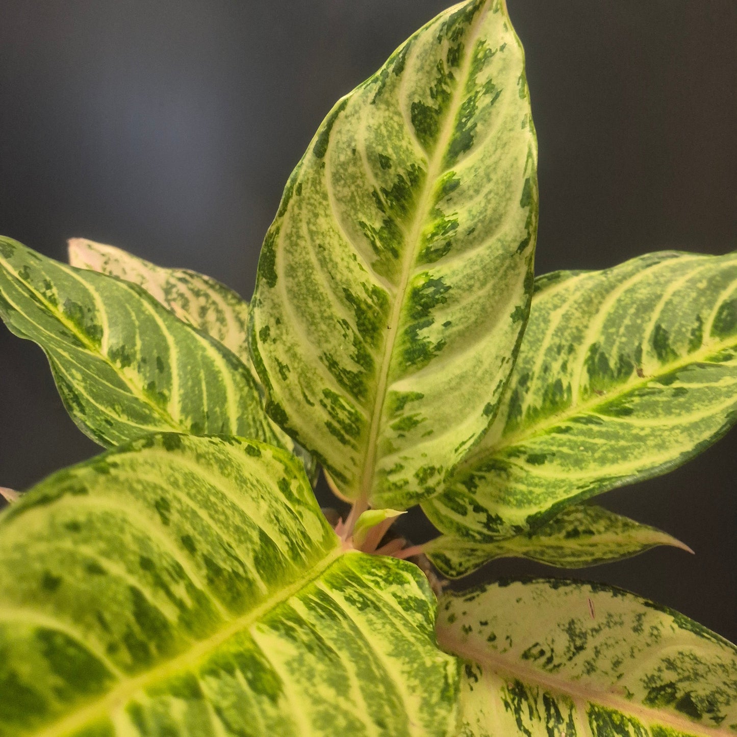 Close-up of a plant with green and yellow leaves on a dark background