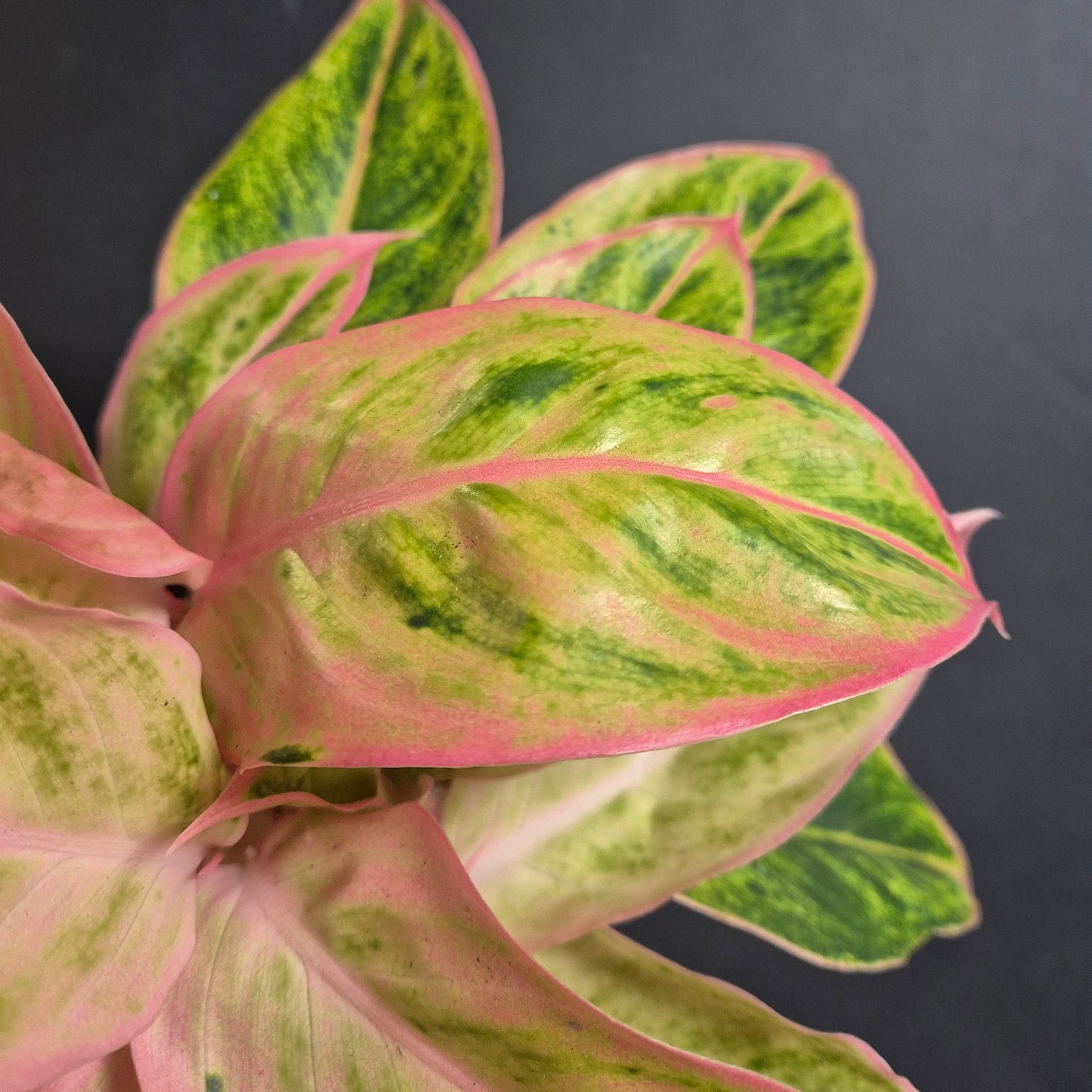 Close-up of a plant with pink and green leaves against a dark background