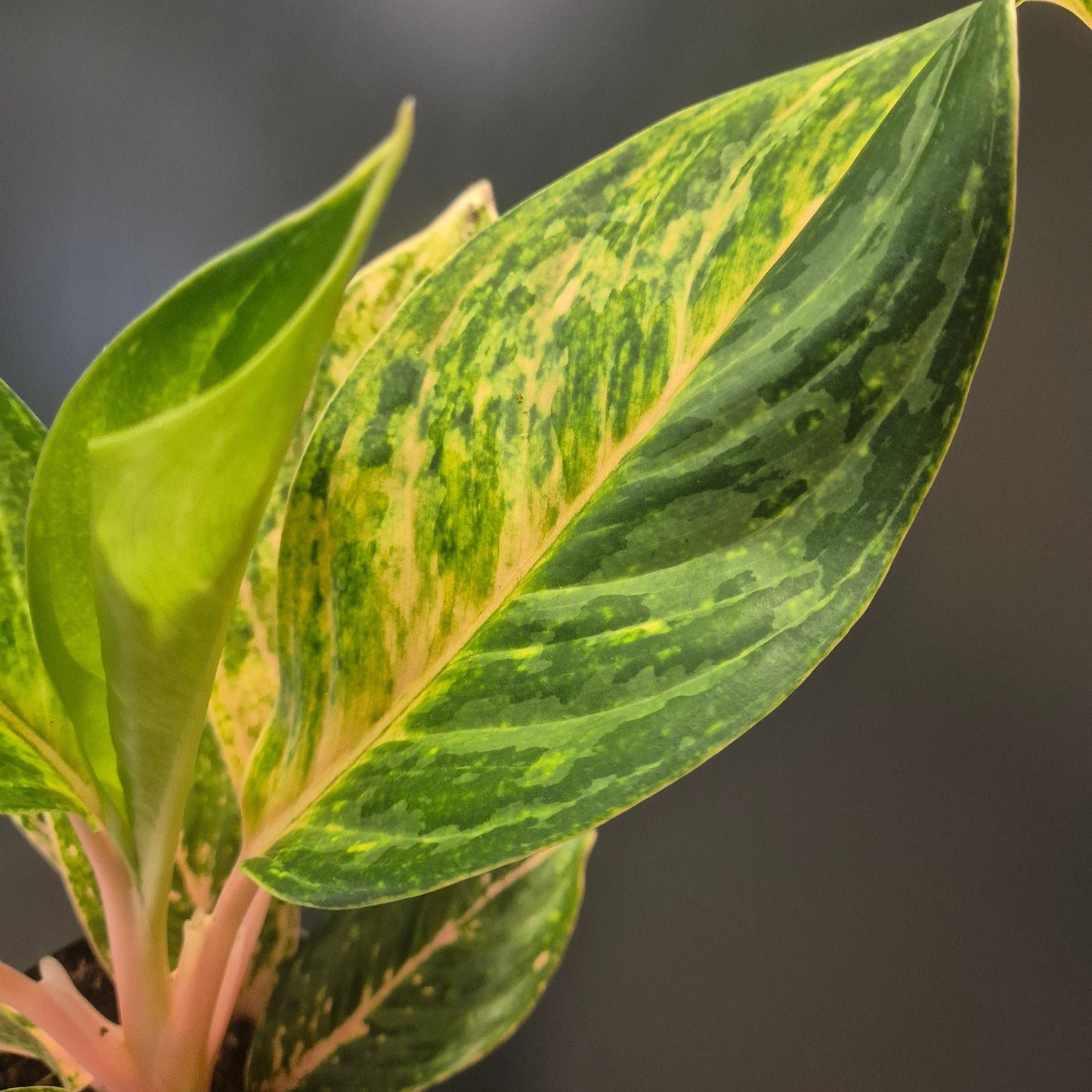 Close-up of an Aglaonema green leaf with variegation on a dark background