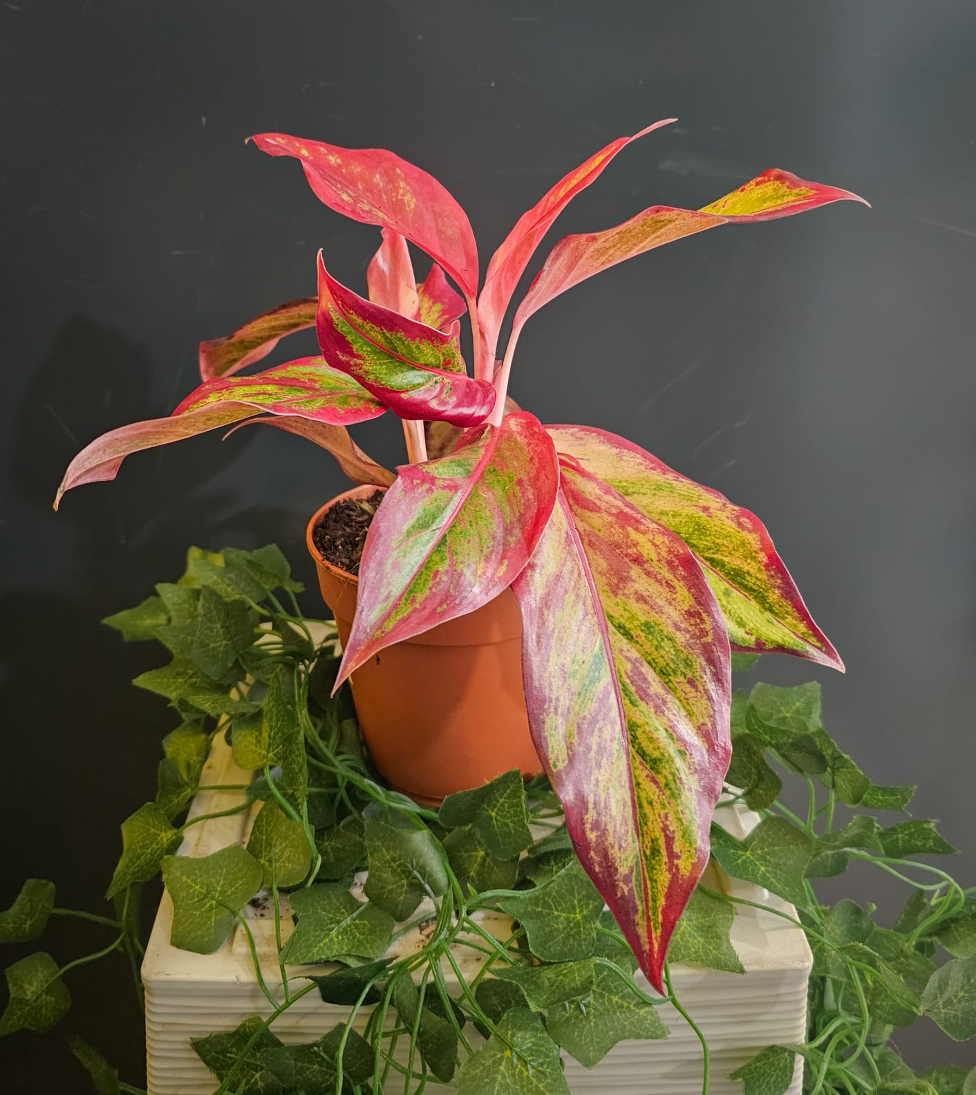 Aglaonema Crete - Chinese Evergreen - Houseplant
