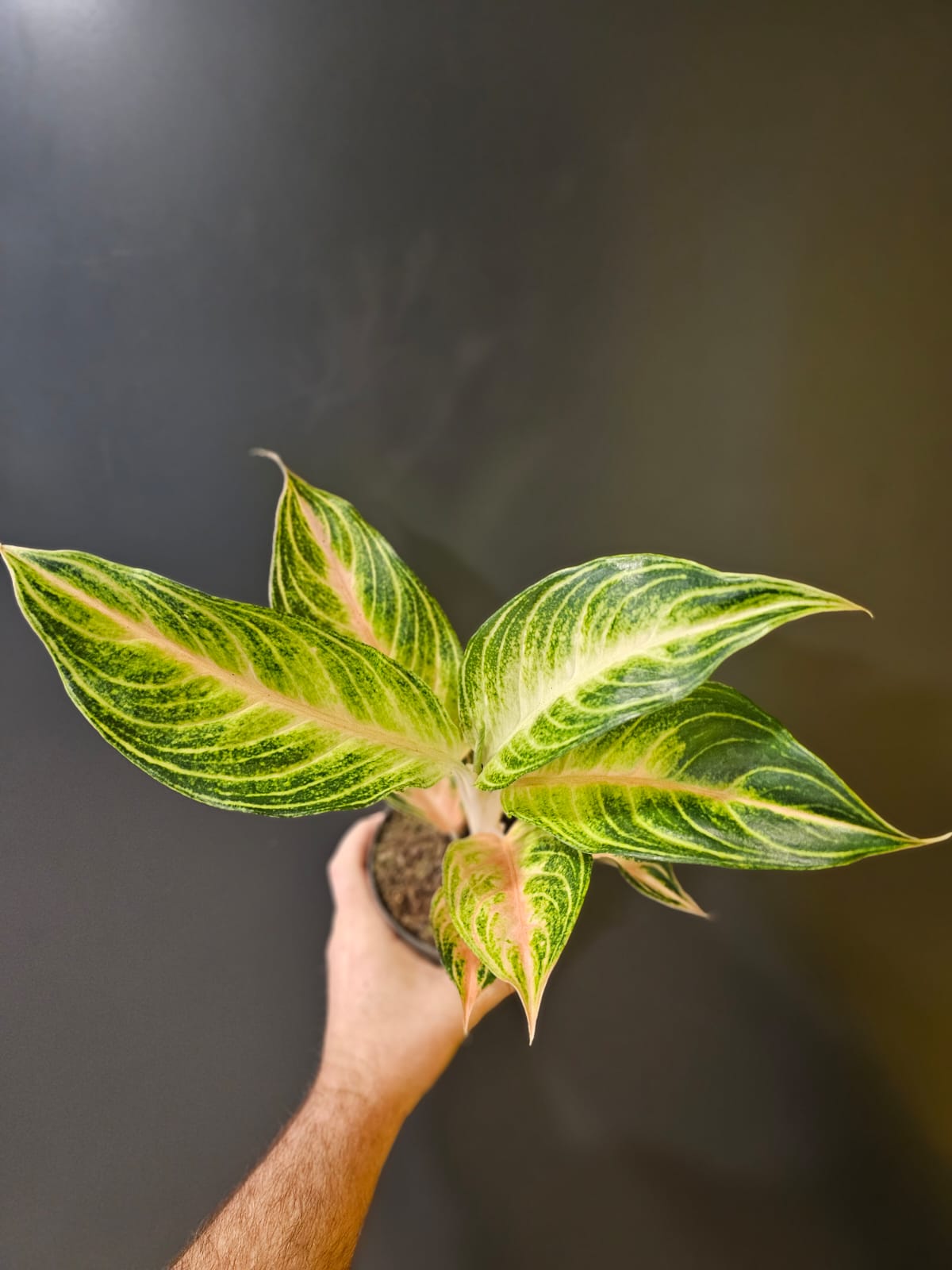 Aglaonema Eyecatcher Houseplant, Green and Pink, Frontal  