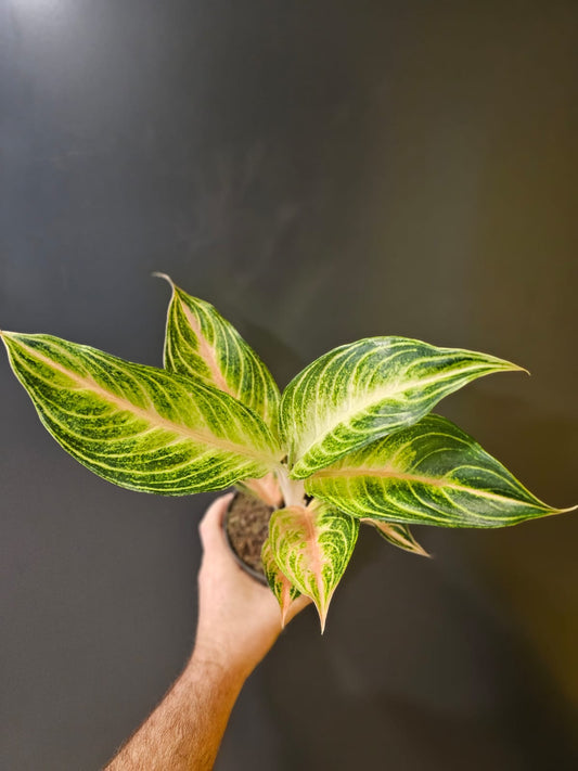 Aglaonema Eyecatcher Houseplant, Green and Pink, Frontal  
