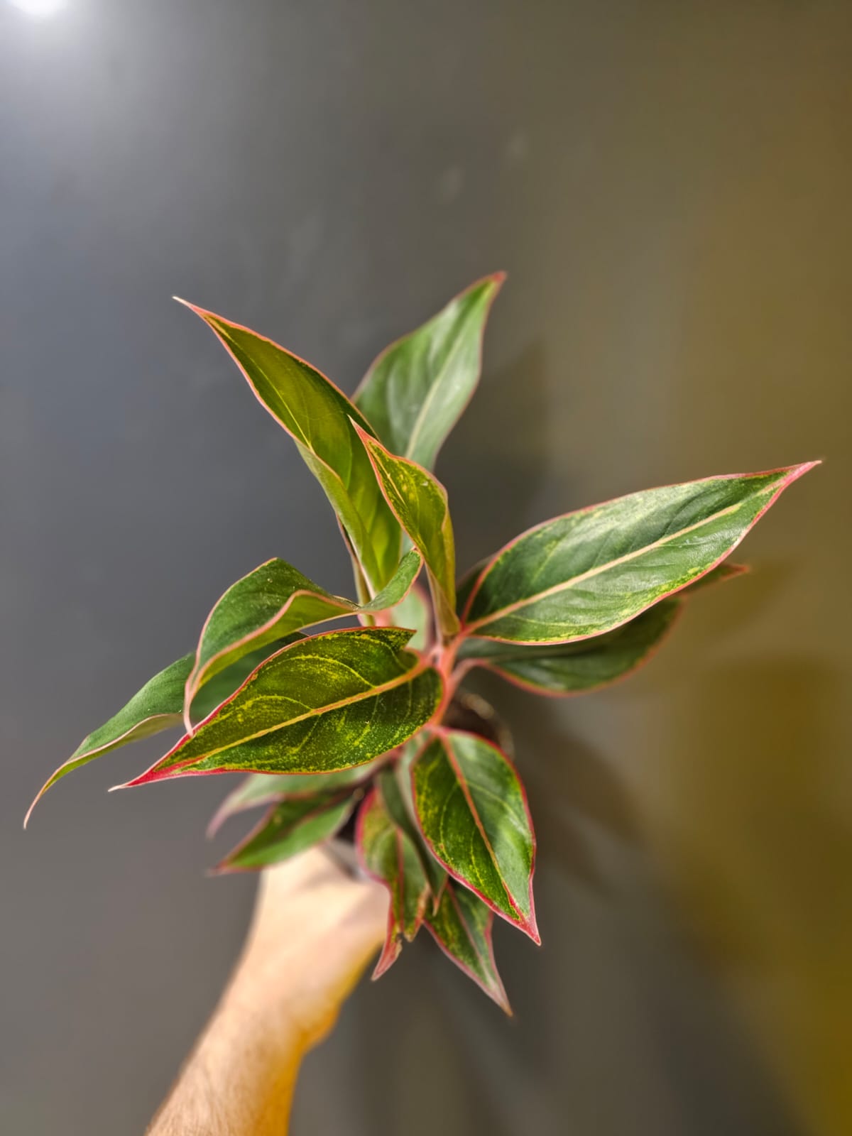Aglaonema Jungle Red Houseplant, Green and Pink, Frontal