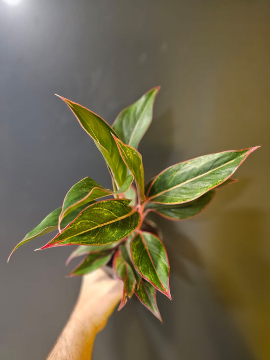 Aglaonema Jungle Red Houseplant, Green and Pink, Frontal