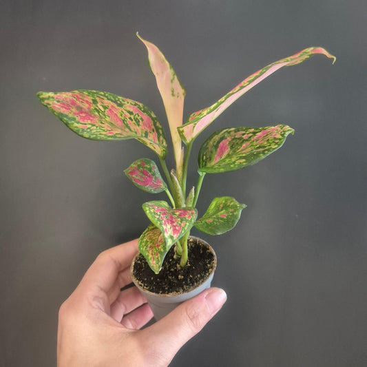 A small Aglaonema Lady Valentine with green and pink leaves, held in a hand against a dark grey background.