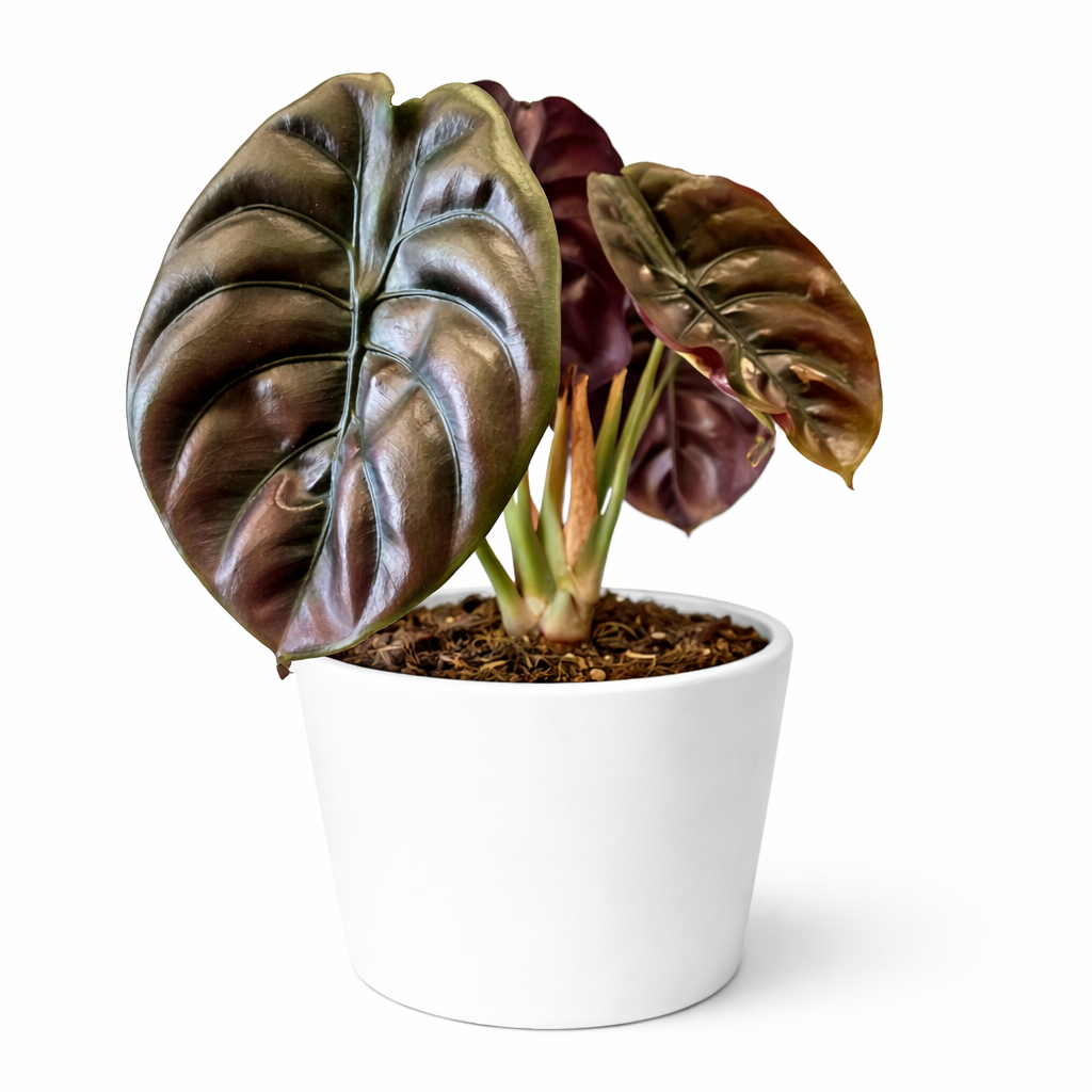 Potted plant with large, glossy leaves on a white background