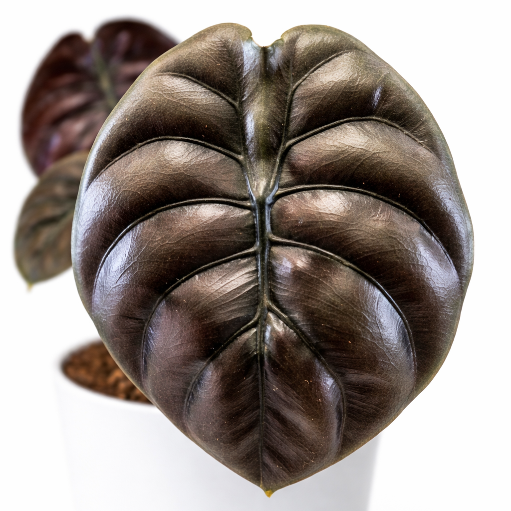 Brown leaf with ribbed veins on a white background