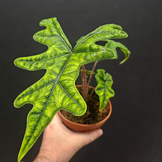 Hand holding a potted Alocasia Jacklyn with large green leaves against a black background