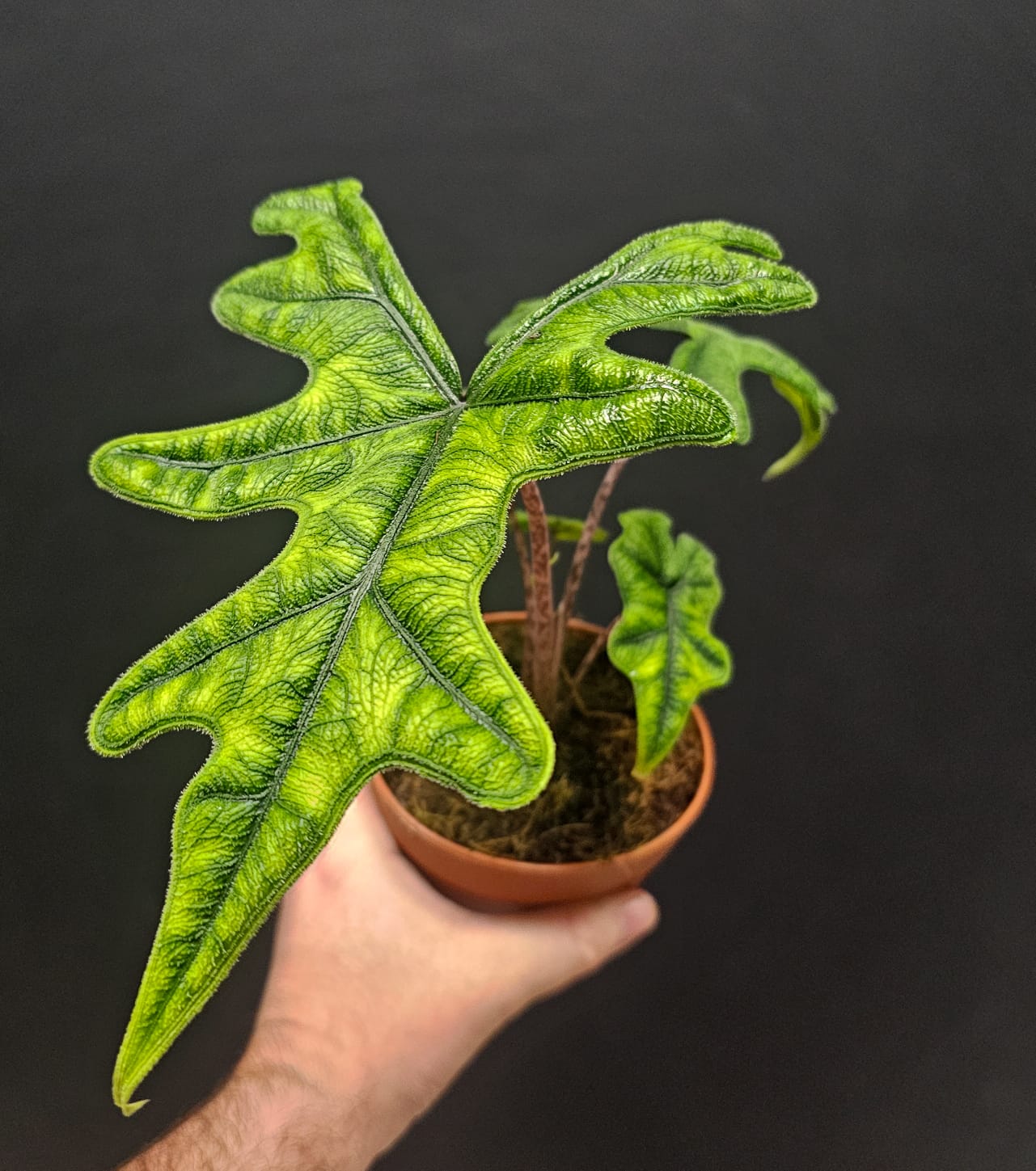 Alocasia Jacklyn | Houseplant