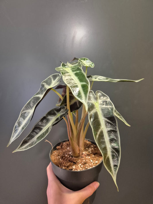 Alocasia Bambino Houseplant, Green and White, Frontal