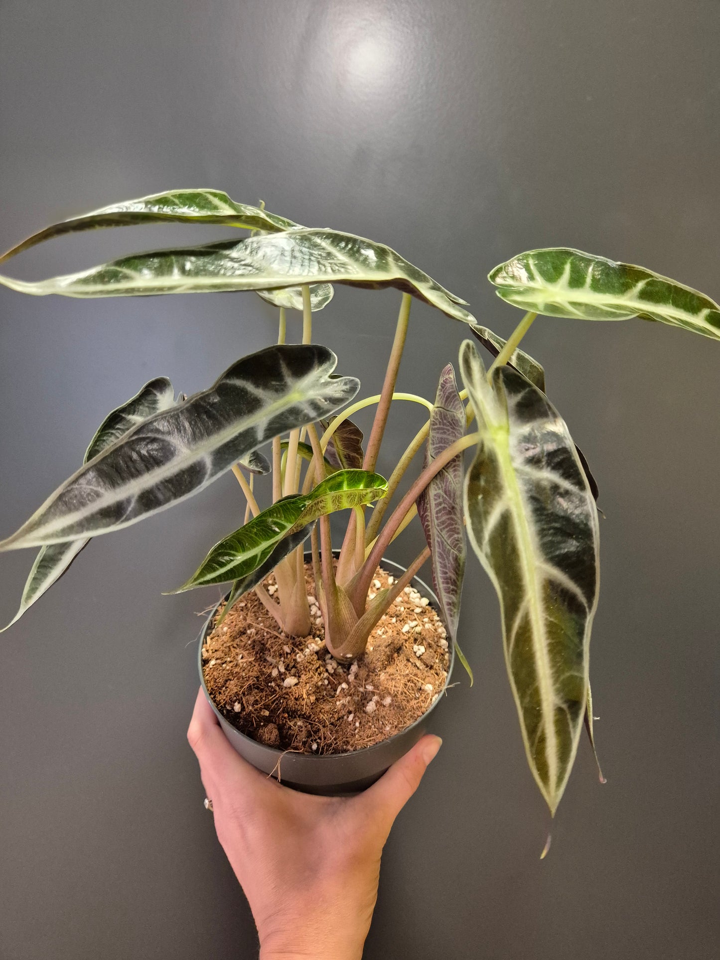Alocasia Bambino Houseplant, Green and White Leaves with White Stems, Frontal