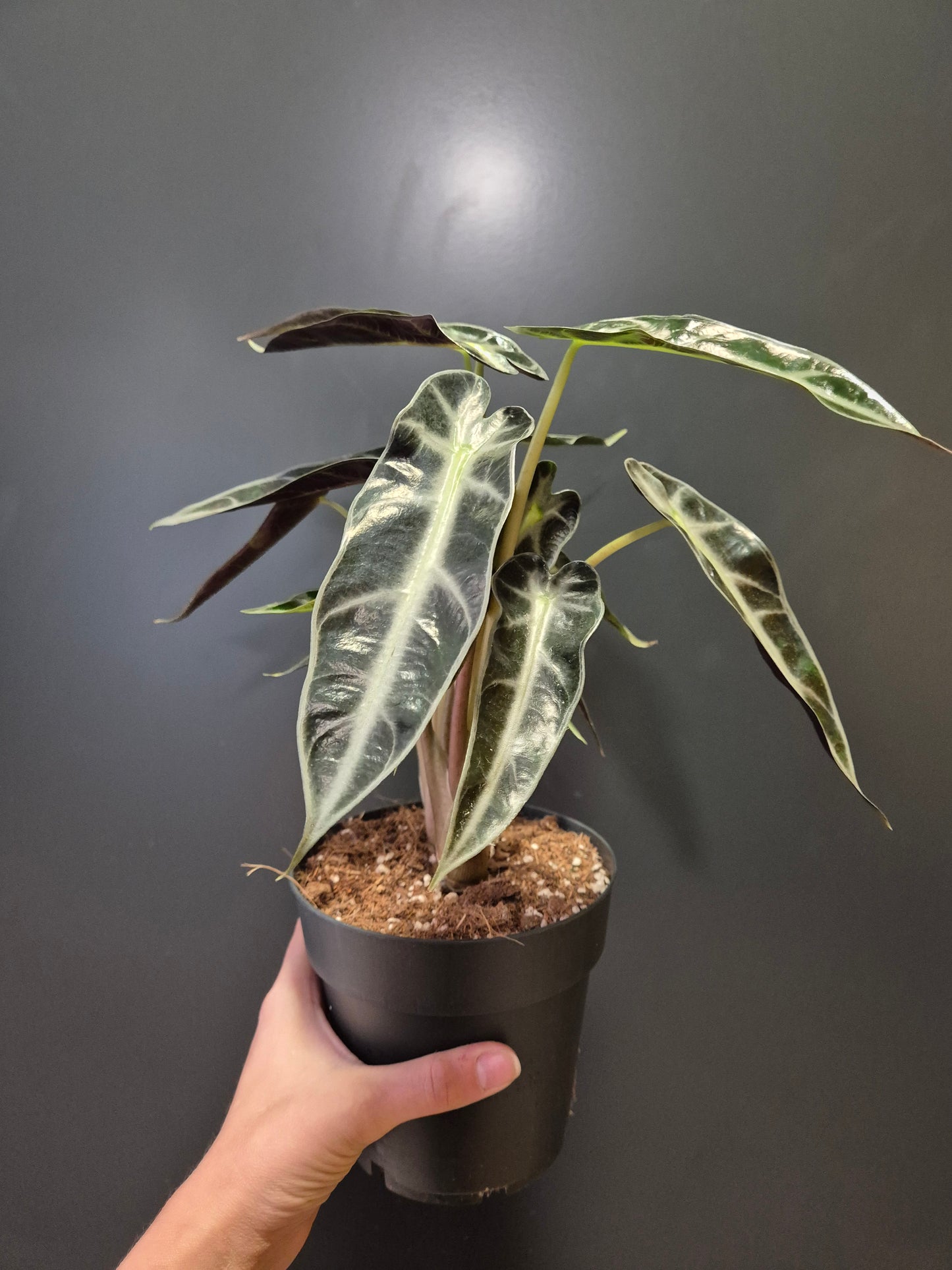 Alocasia Bambino Houseplant, Green and White Leaves with White Stems, Side