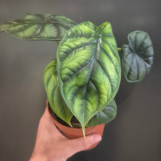 Alocasia Dragon Scale plant with textured green leaves in a brown plastic nursery pot.